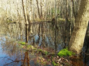 Im Wäldchen - nach dem Märzsturm