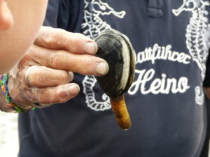 Wattführung mit Heino